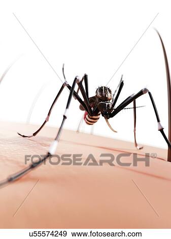 Stock Illustration - Mosquito on skin, artwork. Fotosearch