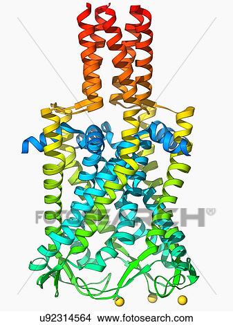 Stock Illustration - MscL ion channel protein structure. Fotosearch