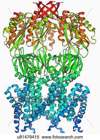 Stock Illustration - MscS ion channel protein structure. Fotosearch