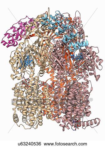 Stock Illustration - Multidrug efflux pump molecule. Fotosearch