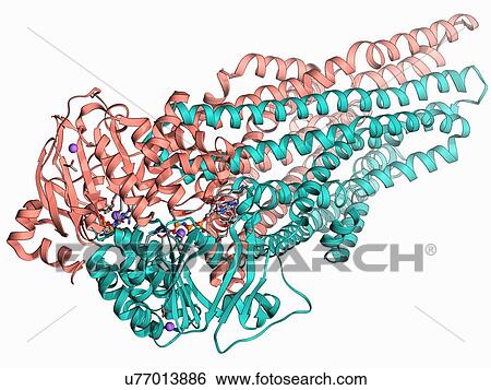 Stock Illustration - Multidrug transporter molecule. Fotosearch