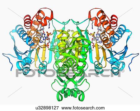 NADP-dependent isocitrate dehydrogenase View Large Illustration Stock Illustration - NADP-dependent isocitrate dehydrogenase. Fotosearch