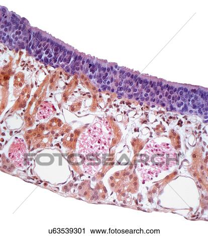 Clip Art - Nasal mucosa, light micrograph. Fotosearch