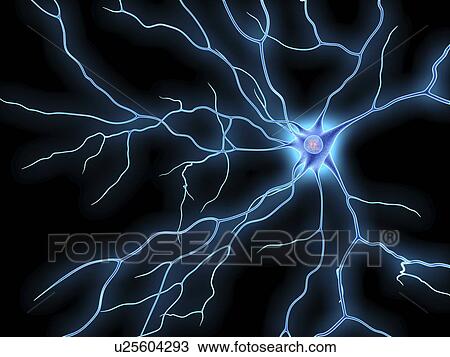 Nerve cell, artwork View Large Illustration Drawing - Nerve cell, artwork. Fotosearch