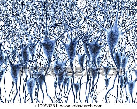 Clip Art - Nerve cells, artwork. Fotosearch