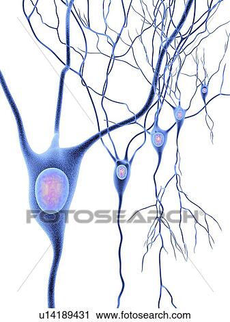 Nerve cells, artwork View Large Illustration Clip Art - Nerve cells, artwork. Fotosearch
