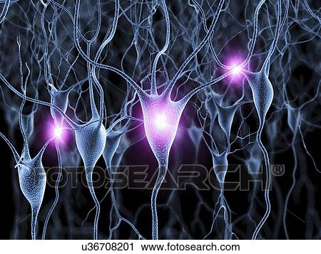 Nerve cells, artwork View Large Illustration Clip Art - Nerve cells, artwork. Fotosearch