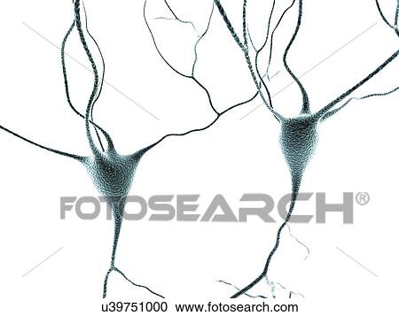 Nerve cells, artwork View Large Illustration Clipart - Nerve cells, artwork. Fotosearch