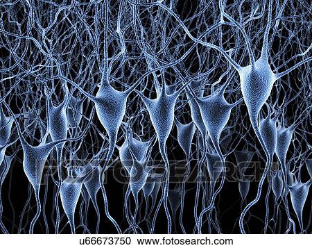Nerve cells, artwork View Large Illustration Clipart - Nerve cells, artwork. Fotosearch