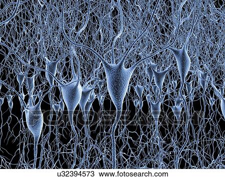 Nerve cells, artwork View Large Illustration Drawing - Nerve cells, artwork. Fotosearch
