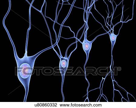 Nerve cells, artwork View Large Illustration Drawing - Nerve cells, artwork. Fotosearch