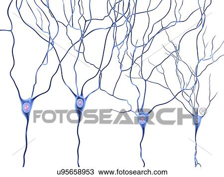 Nerve cells, artwork View Large Illustration Drawing - Nerve cells, artwork. Fotosearch