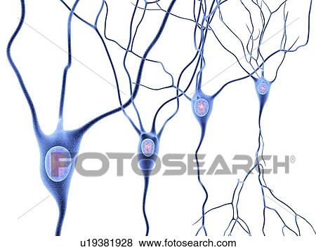Nerve cells, artwork View Large Illustration Stock Illustration - Nerve cells, artwork. Fotosearch