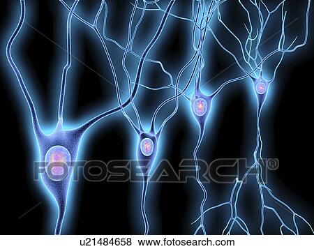 Nerve cells, artwork View Large Illustration Stock Illustration - Nerve cells, artwork. Fotosearch