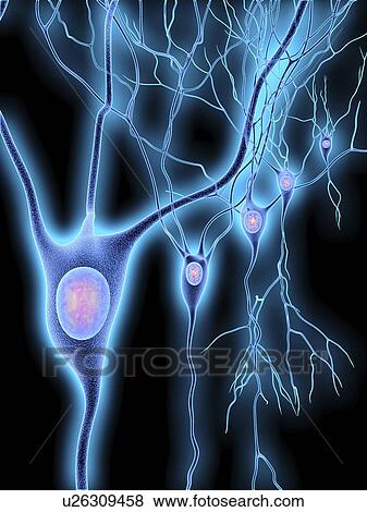 Stock Illustration - Nerve cells, artwork. Fotosearch
