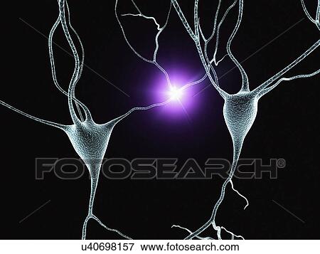 Nerve cells, artwork View Large Illustration Stock Illustration - Nerve cells, artwork. Fotosearch