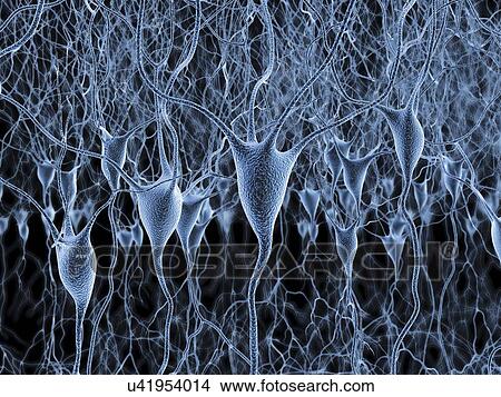 Stock Illustration - Nerve cells, artwork. Fotosearch