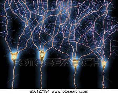 Nerve cells, artwork View Large Illustration Stock Illustration - Nerve cells, artwork. Fotosearch