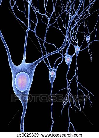 Nerve cells, artwork View Large Illustration Stock Illustration - Nerve cells, artwork. Fotosearch