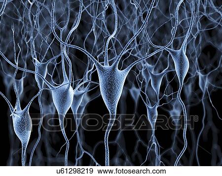 Nerve cells, artwork View Large Illustration Stock Illustration - Nerve cells, artwork. Fotosearch
