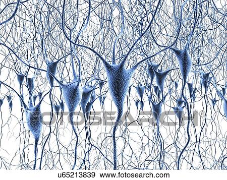 Nerve cells, artwork View Large Illustration Stock Illustration - Nerve cells, artwork. Fotosearch