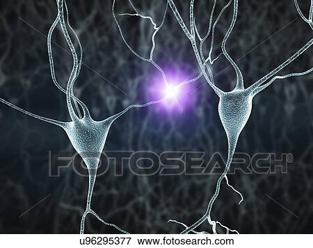 Nerve cells, artwork View Large Illustration Stock Illustration - Nerve cells, artwork. Fotosearch