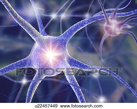 Stock Illustration - Nerve cells, computer artwork. Fotosearch