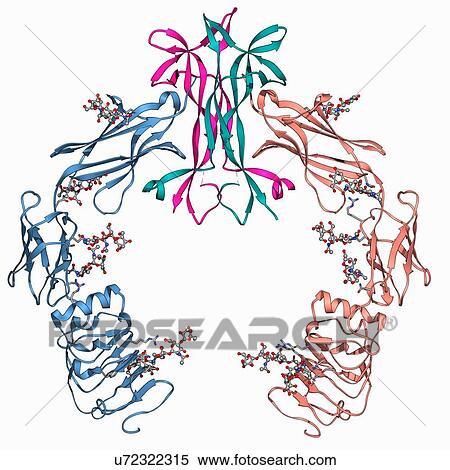 Nerve growth factor bound to receptor View Large Illustration Stock Illustration - Nerve growth factor bound to receptor. Fotosearch