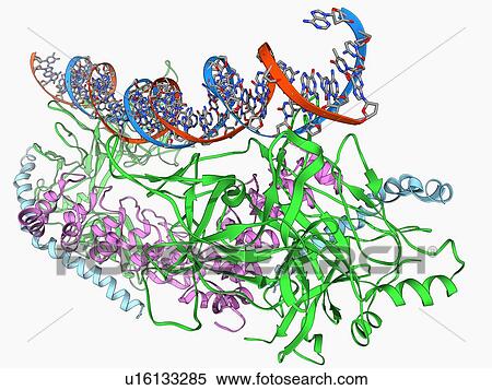Notch transcription complex View Large Illustration Stock Illustration - Notch transcription complex. Fotosearch