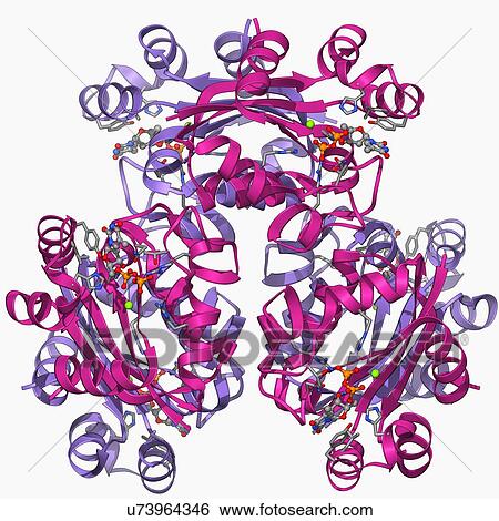 Nucleoside diphosphate kinase molecule View Large Illustration Stock Illustration - Nucleoside diphosphate kinase molecule. Fotosearch
