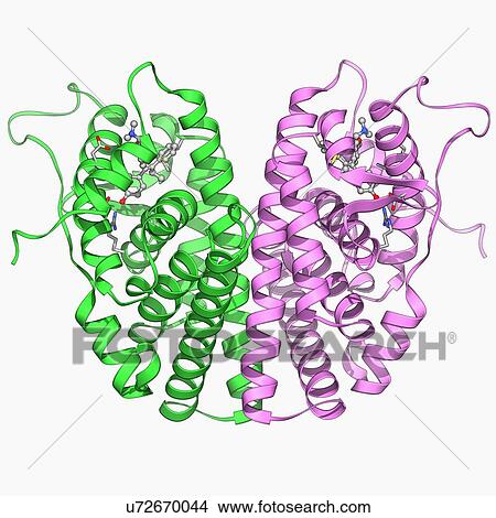 Oestrogen receptor and tamoxifen drug View Large Illustration Stock Illustration - Oestrogen receptor and tamoxifen drug. Fotosearch
