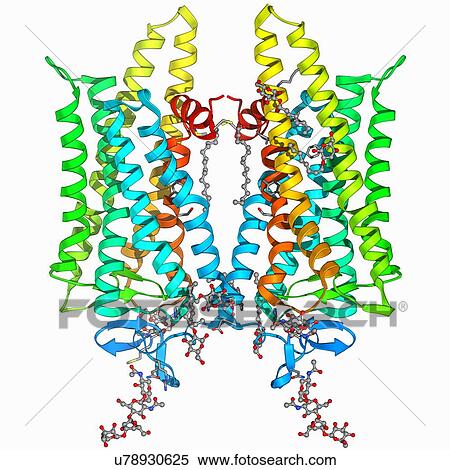 Opsin molecule View Large Illustration Stock Illustration - Opsin molecule. Fotosearch