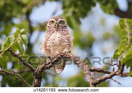 Owl View Large Illustration Drawing - Owl. Fotosearch