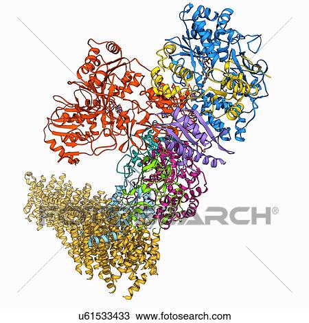Drawing - Oxidoreductase enzyme complex. Fotosearch