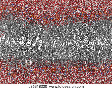 Clipart - Palmitoyloleoyl PE lipid bilayer. Fotosearch