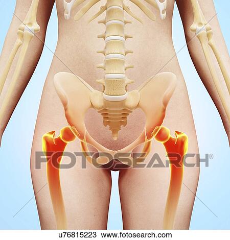 Pelvic pain, artwork View Large Illustration Drawing - Pelvic pain, artwork. Fotosearch
