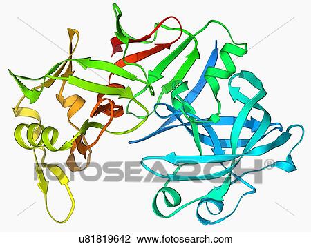 Drawing - Pepsin stomach enzyme. Fotosearch