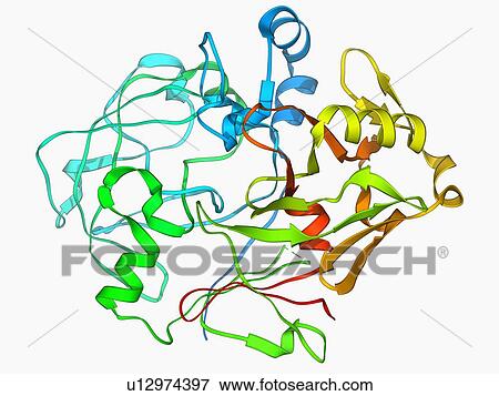 Pepsinogen molecule View Large Illustration Stock Illustration - Pepsinogen molecule. Fotosearch