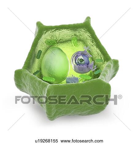 Stock Illustration - Plant cell, artwork. Fotosearch
