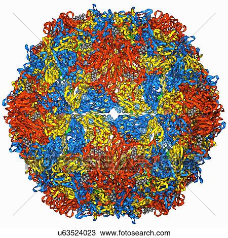 Poliovirus type 3 capsid, molecular model View Large Illustration Drawing - Poliovirus type 3 capsid, molecular model. Fotosearch