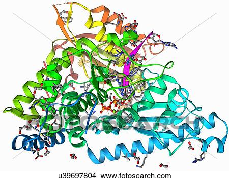 Stock Illustration - PolyA polymerase and RNA. Fotosearch