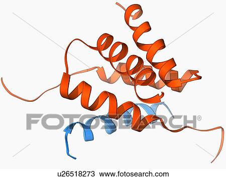 Protein kinase regulatory subunit View Large Illustration Drawing - Protein kinase regulatory subunit. Fotosearch