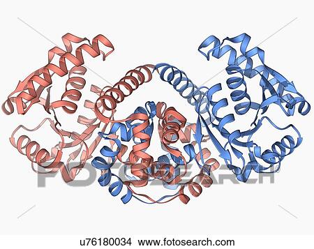 Rabbit eye lens protein molecule View Large Illustration Stock Illustration - Rabbit eye lens protein molecule. Fotosearch