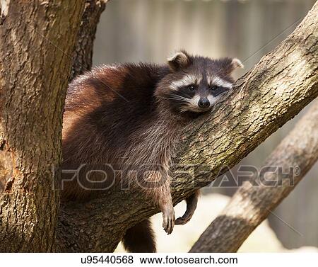 Racoon View Large Illustration Stock Illustration - Racoon. Fotosearch