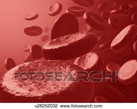 Drawing - Red blood cells, artwork. Fotosearch