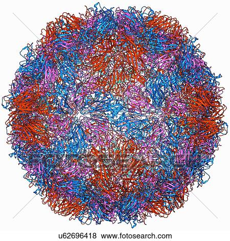 Rhinovirus capsid, molecular model View Large Illustration Stock Illustration - Rhinovirus capsid, molecular model. Fotosearch