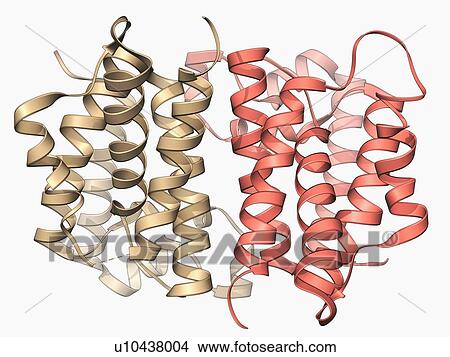 Rhomboid protease molecule View Large Illustration Stock Illustration - Rhomboid protease molecule. Fotosearch
