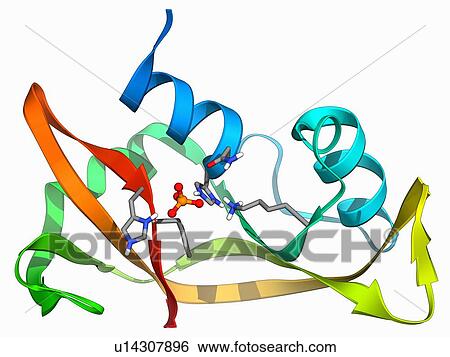 Stock Illustration - Ribonuclease A molecule. Fotosearch