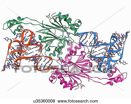 Ribonuclease bound to transfer RNA View Large Illustration Stock Illustration - Ribonuclease bound to transfer RNA. Fotosearch