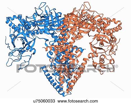 Drawing - RNA-dependent RNA polymerase molecule. Fotosearch